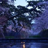 「朝」桜