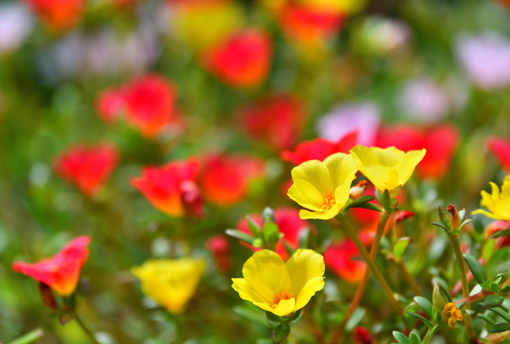 暑さに負けずに咲く花