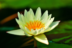 二月の熱帯スイレン③