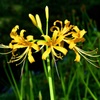 黄～曼殊沙華