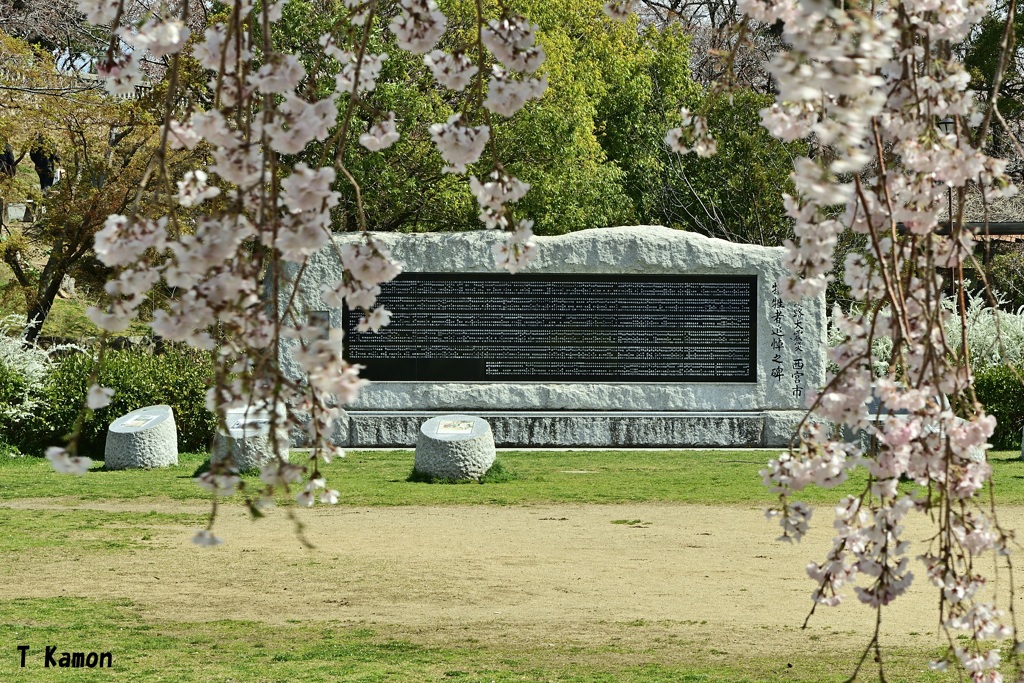 2019桜～西宮震災公園①