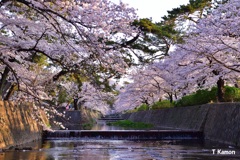 朝日と桜(夙川河川敷)