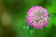 夏の終わりの高原の草花①