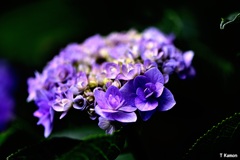 「移り気」な花③