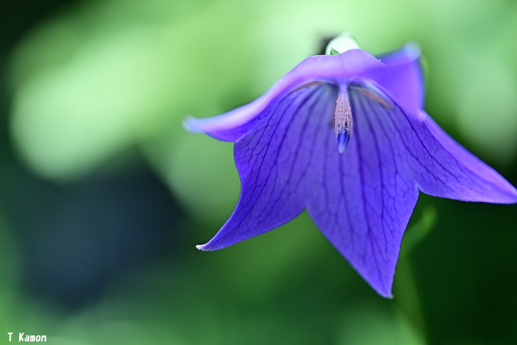 balloon flower