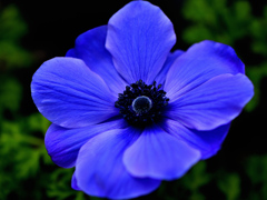 ネイビーブルー