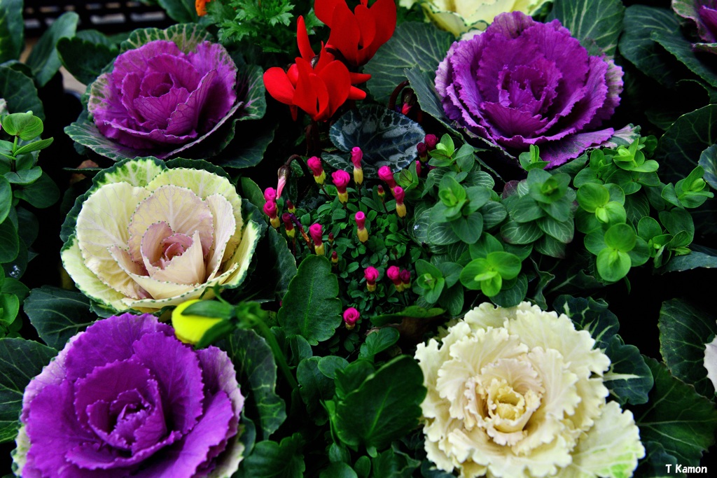 冬の花