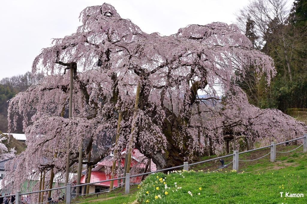 三春の滝桜④