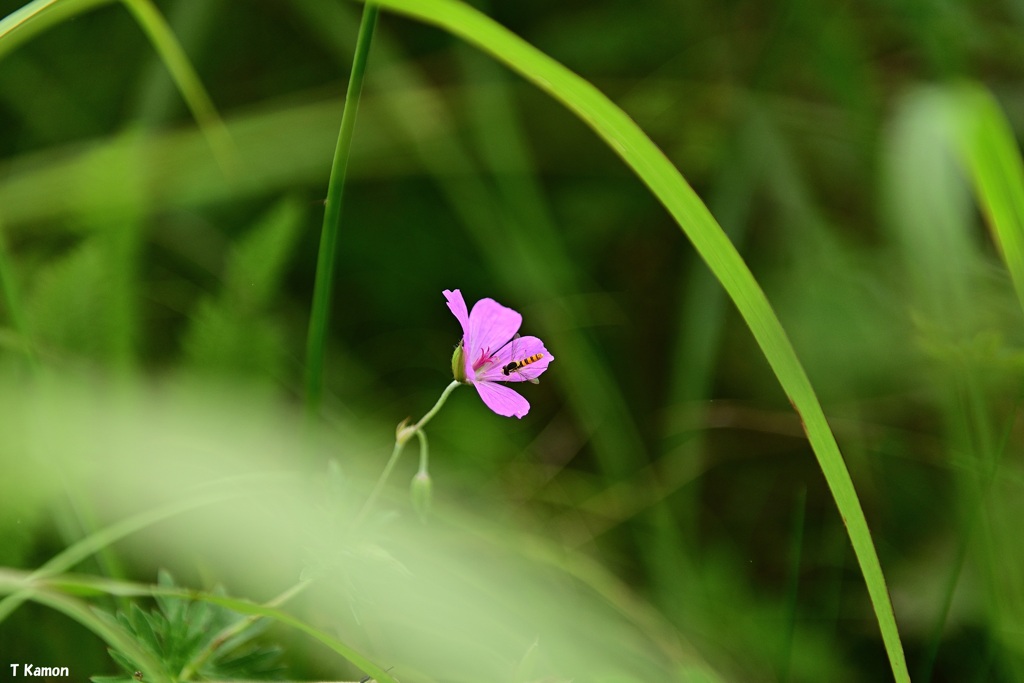 可憐な花