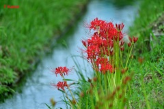 水辺の曼殊沙華