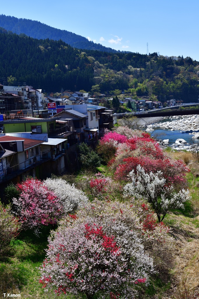 木曽川沿いの花桃