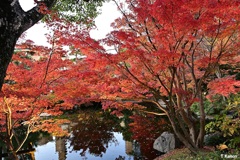 紅葉真っ盛り①