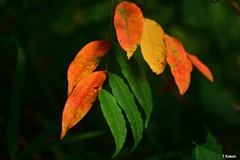 紅葉VS緑葉