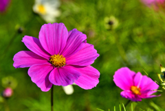 師走に咲く秋桜②