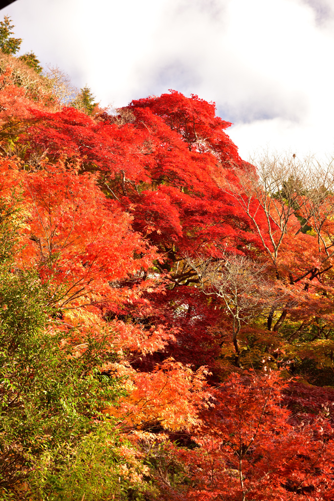 パレット(紅葉の風景⑤)