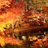 紅葉のライトアップ②
