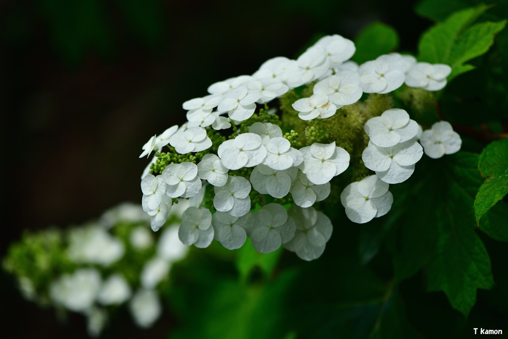 柏葉紫陽花
