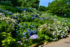 紫陽花の庭