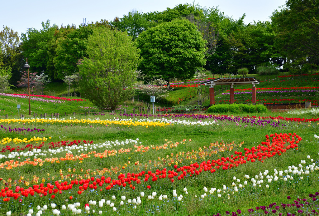 「花の命は短くて」