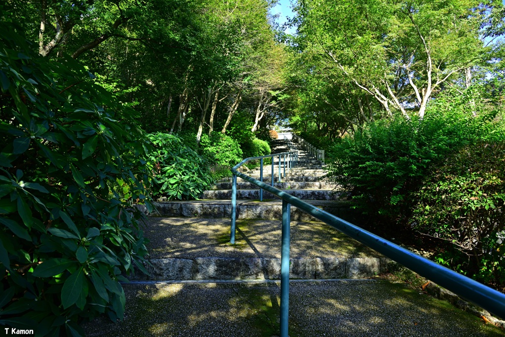 緑の参道
