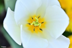 花　芯