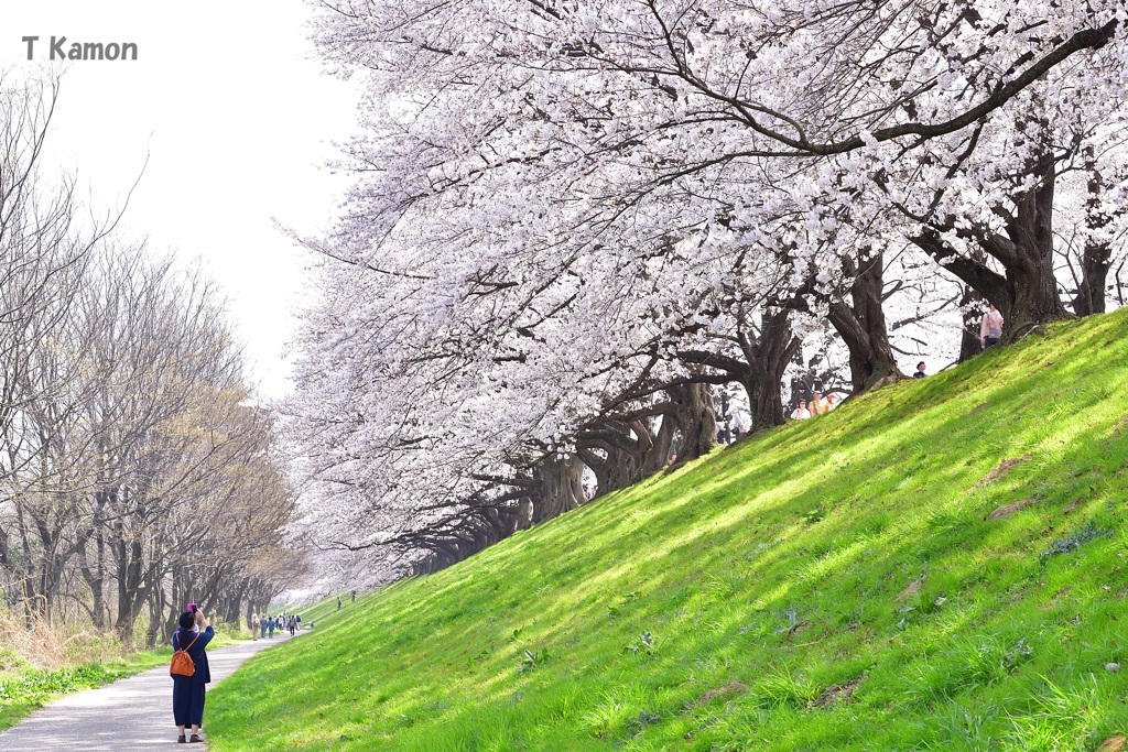 背割堤の桜①