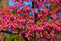 寒緋桜