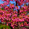 寒緋桜