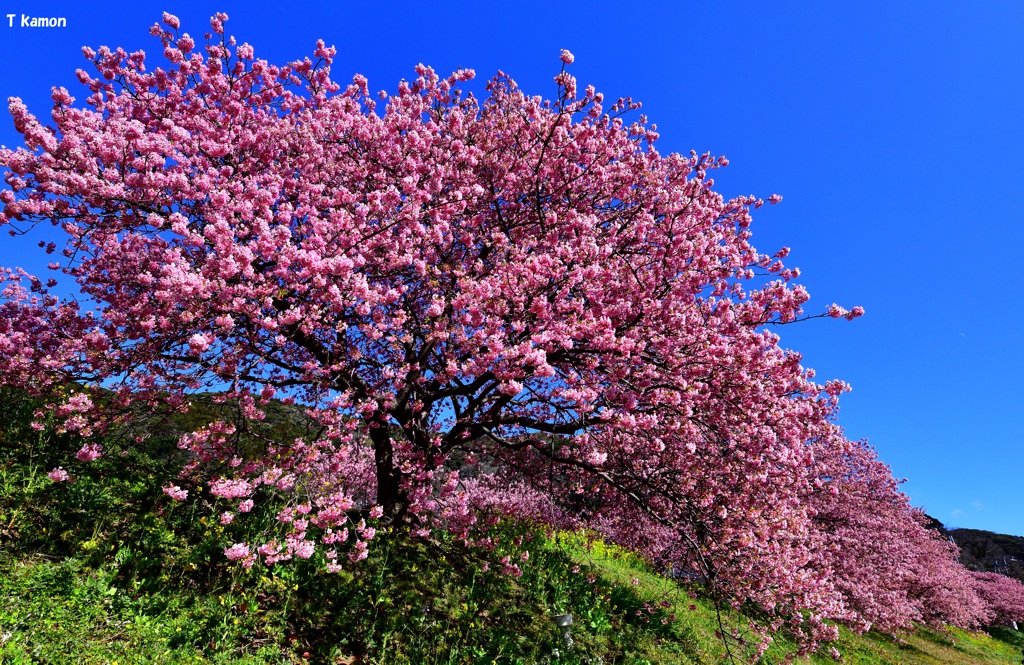 満開の河津桜ⅱ