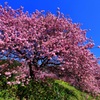 満開の河津桜ⅱ