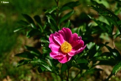 芍薬