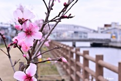 アーモンドの花の1週間　Ⅲ