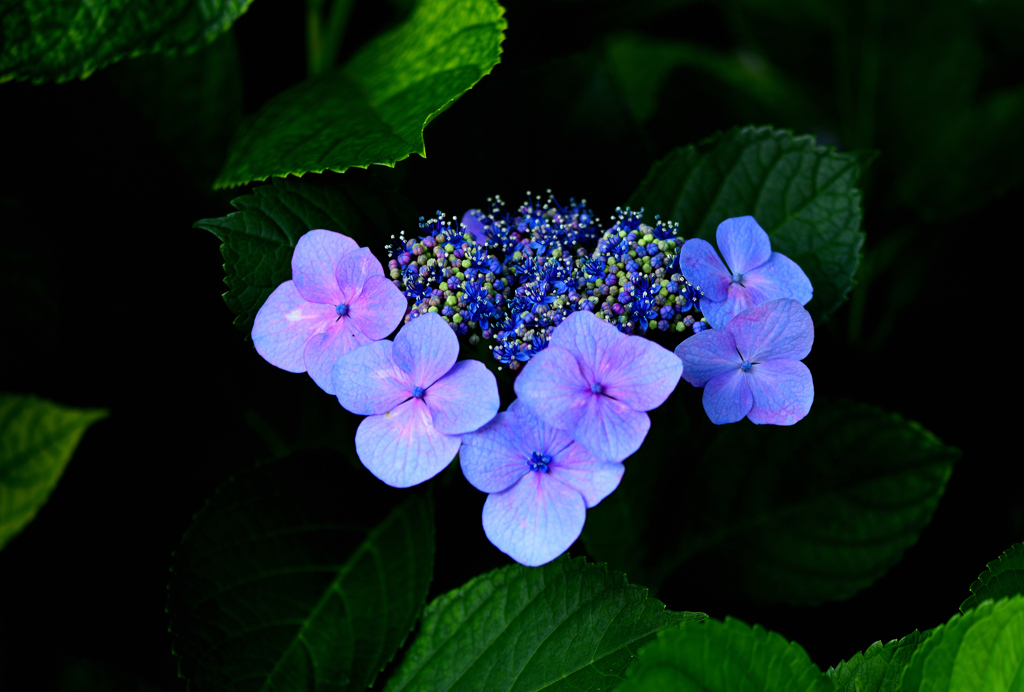 真花