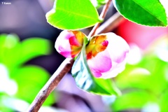 花咲く時期を違えた乙女椿