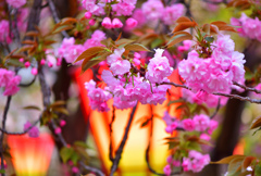 玖島桜