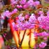 玖島桜