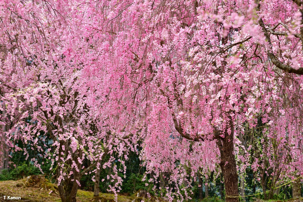 高見の郷～千本のしだれ桜③