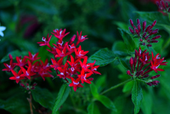 星型の花