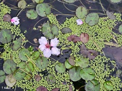 アーモンドの花の1週間　Ⅴ