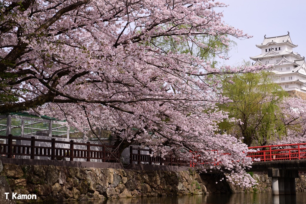 城と桜③