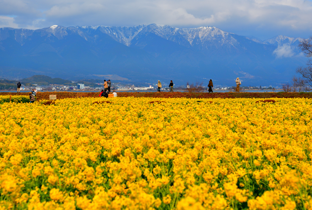 菜の花VS比良山