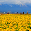 菜の花VS比良山