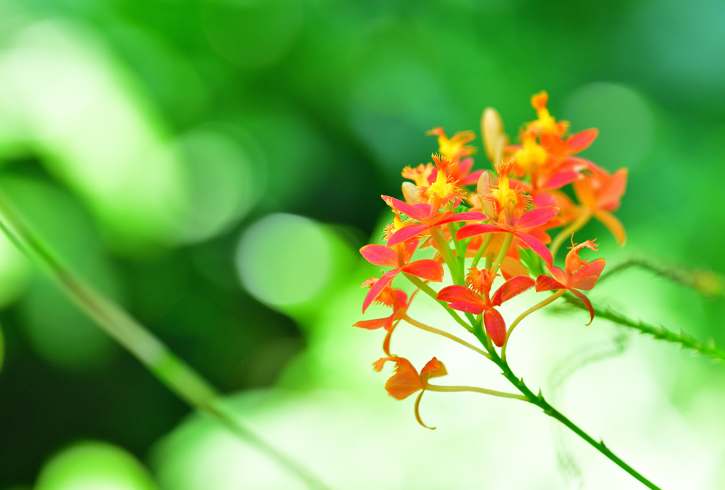 華麗なる温室の花達3⃣
