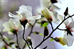 春の花③