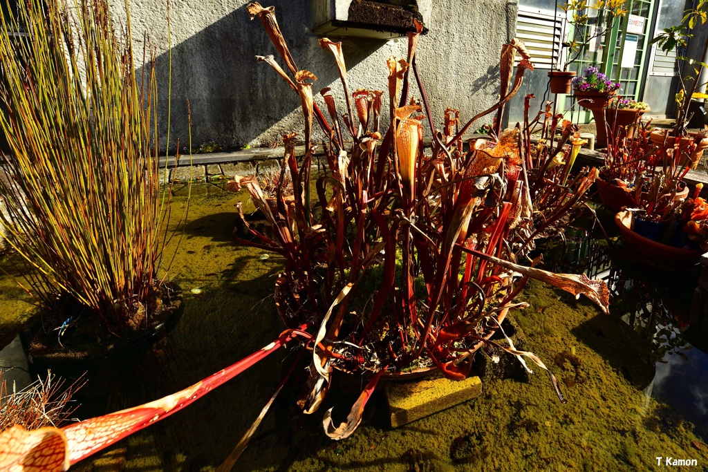 冬の食虫植物