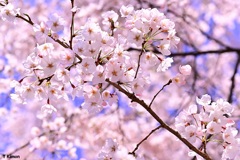 春の色～桃色