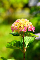 黒軸紫陽花