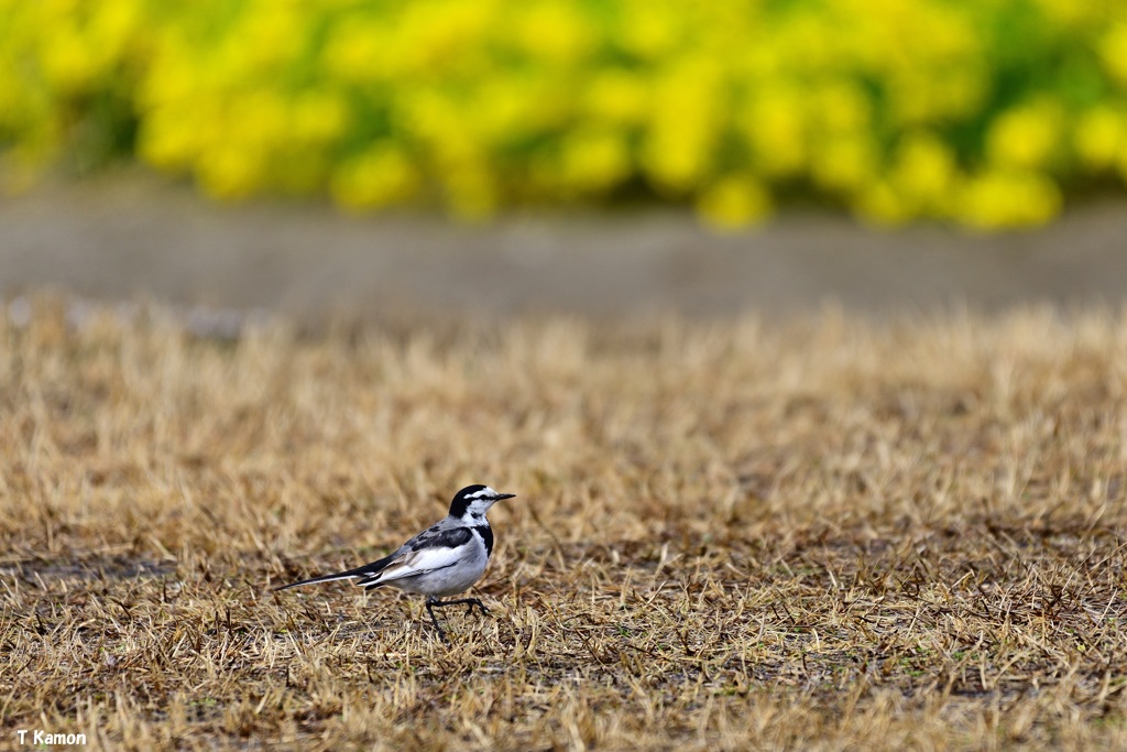チュチン　チュチン