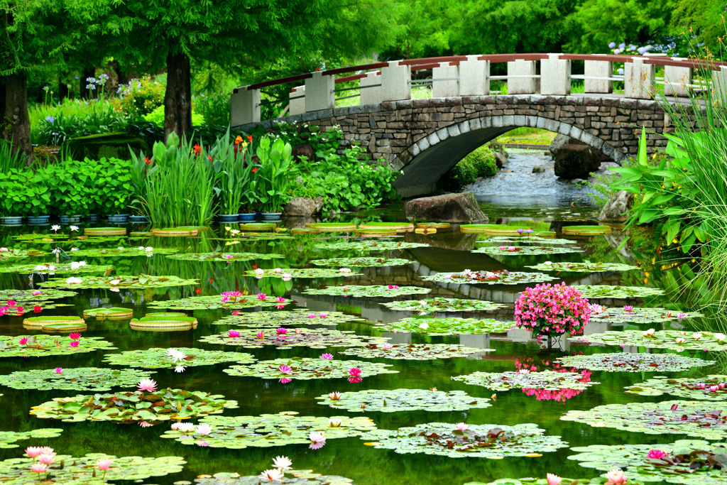 花影の池