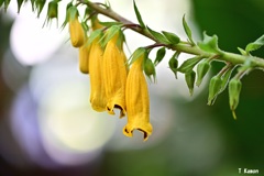 南西諸島に咲く黄色い筒状花